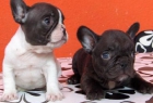 Bulldog Francés, pedigrèe impresionante, desde 100 - mejor precio | unprecio.es