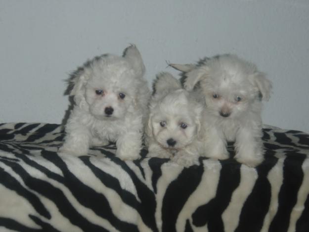 CADELLETS BICHON MALTES A PROP DE GIRONA, 355€!!