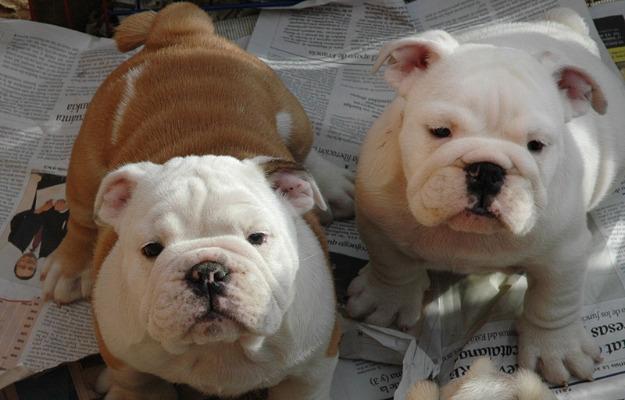 Preciosos cachorros Bulldog ingles cria nacional