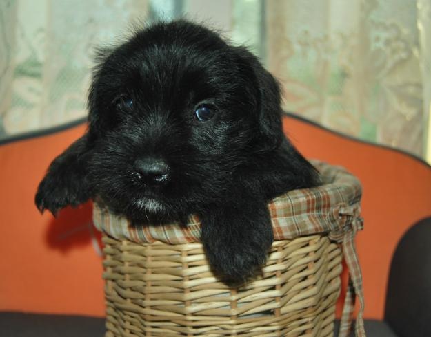 Schnauzer miniatura color negro y negro plata , inscritos en LOE  , fotos reales