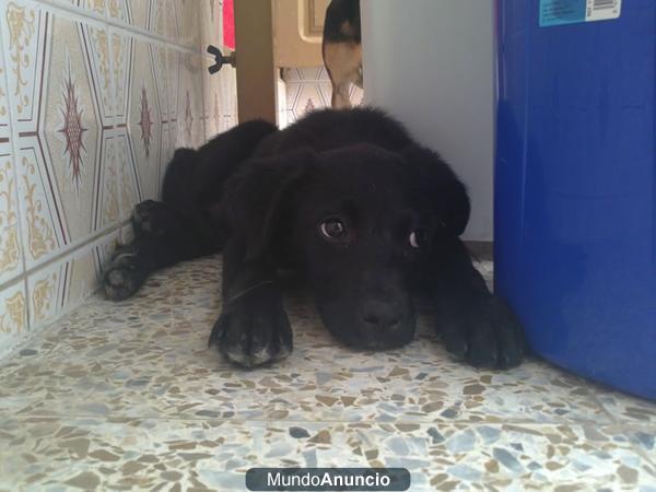 TRASTO, CACHORRITO DE TRES MESES, RESCATADO DE LA AUTOVÍA, DONDE CORRÍA SIN SABER EL PELIGRO QUE CORRÍA - CÓRDOBA