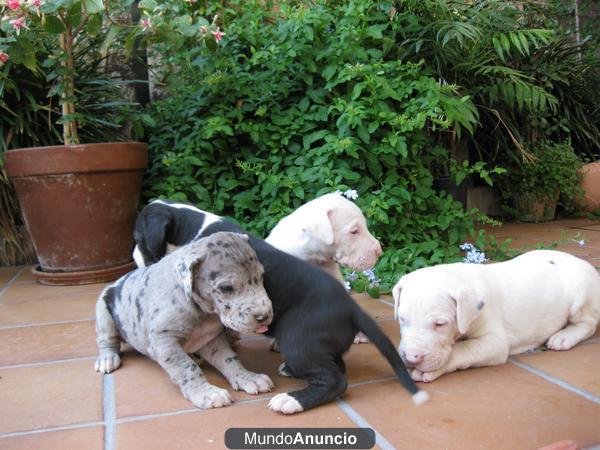 Dogo Alemán o Gran Danés