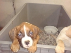 BOXER CACHORROS EN VENTA - mejor precio | unprecio.es