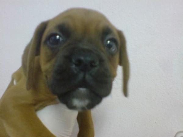 BOXER VENTA DE CACHORROS