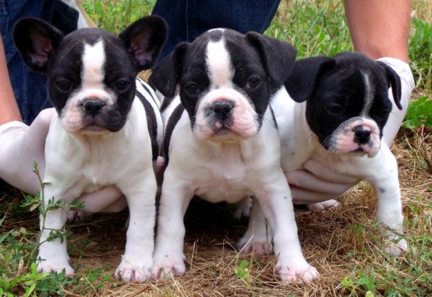 CACHORROS DE BULLDOG FRANCES