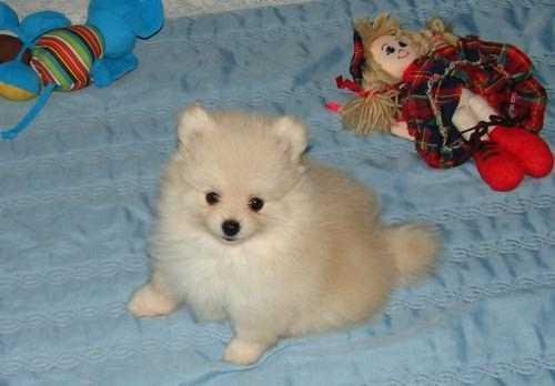 POMERANIA DE ALTA CALIDAD TOY