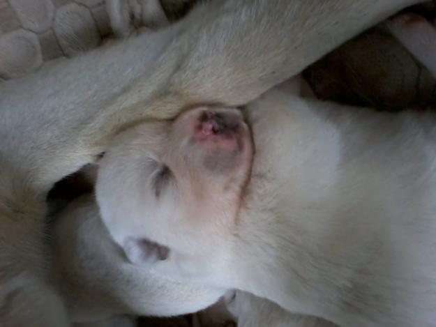 Se dan en adopcion  cachorros cruze de pastor belga i labrador