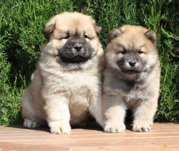 Tu Chow-chow, increibles cachorros