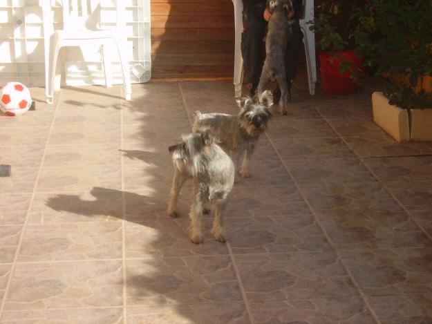 Vendo camada Schnauzer miniatura color sal y pimienta