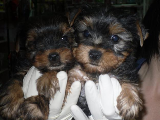 YORKY TOY NACIONALES. GARANTÍAS. CRIADERO PROPIO. PURA RAZA. LOE