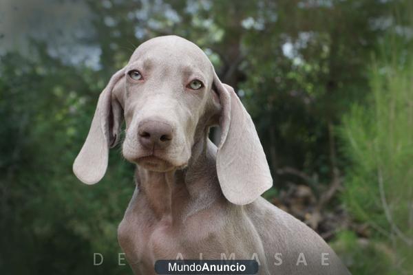 BRACO DE WEIMAR, CACHORROS