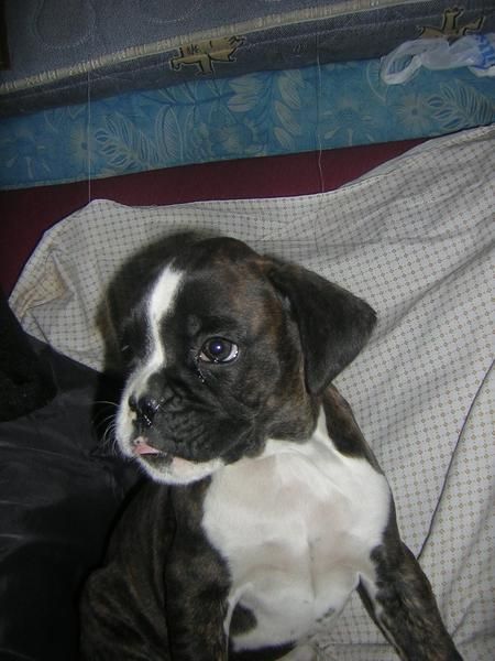 cachorrito de boxer atigrado