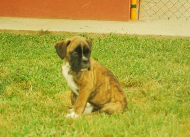 Cachorritos de boxer dorados,