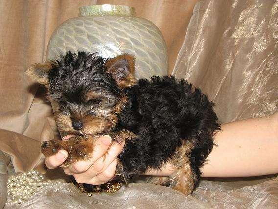 hermoso y precioso cachorro Yorkie para la adopción libre