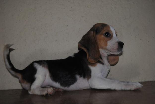 OFERTA DEL DIA BEAGLES TRICOLOR LOE 250€