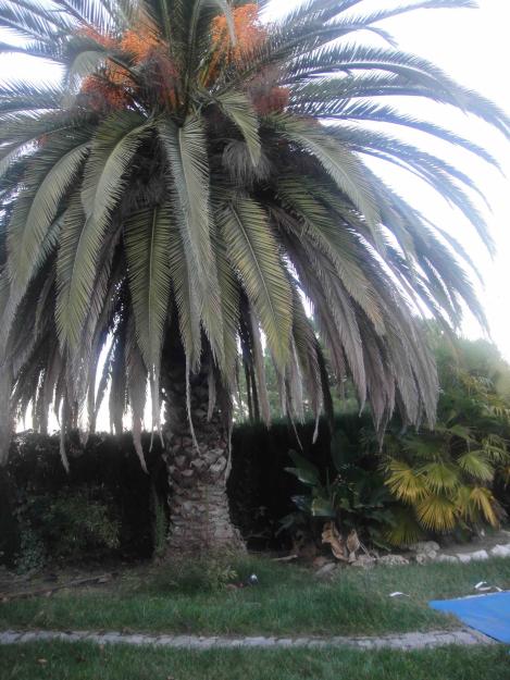 Palmera sana gratis