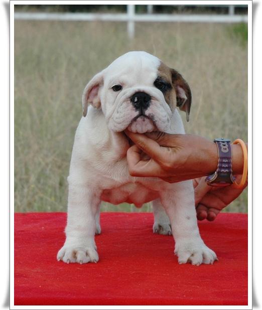 Precioso cachorrosbulldog ingles 