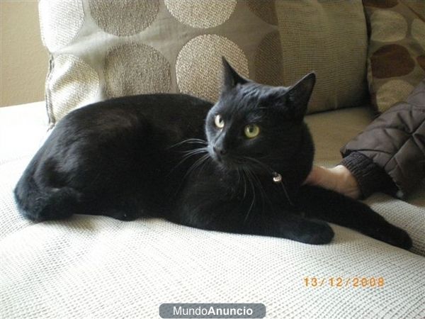 Se da en adopcion gato negro