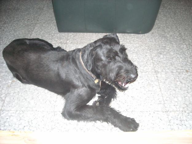 Se venden cachorros de Schnauzer Gigante