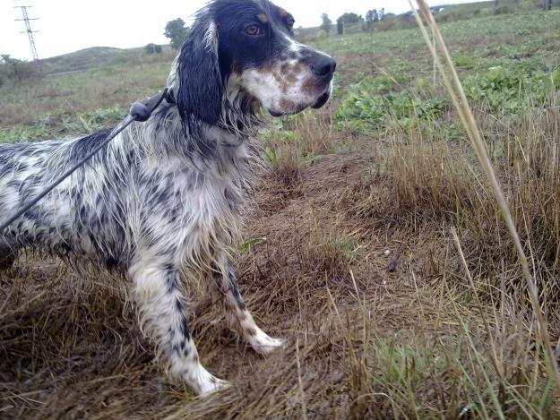 SETTER INGLÉS.  Preciosa hembra de 11 meses iniciándose en caza.