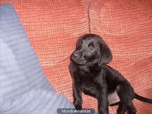 ultimo cachorro  de labrador