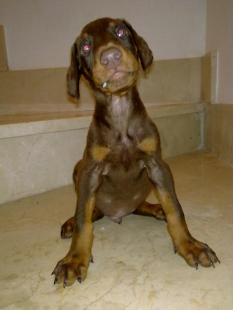 Ultimos cachorros Dobermann de pura raza