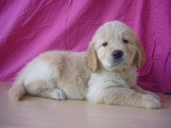 Vendo golden retriever de inmejorable calidad