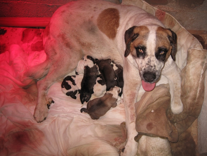 Cachorros mastin español hembras