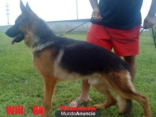 ALTA SELECCION DEL PASTOR ALEMAN POR CEPPA