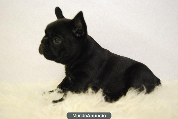 BULLDOG FRANCESES PRECIOSOS EJEMPLARES DE CALIDAD CON 2 MESES DISPONIBLES