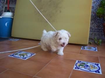 cachorro caniche