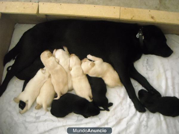 CACHORROS DE LABRADOR