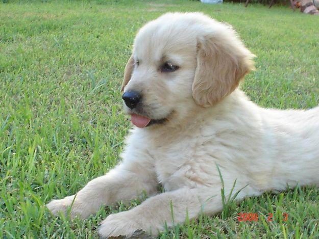 Cachorros Golden Retriever Loe. De campeones del mundo