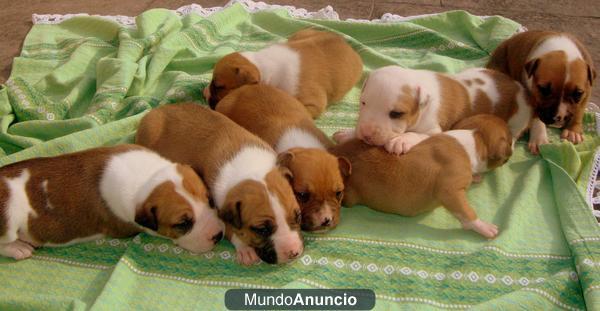 CAMADA AMERCIAN STAFFORDSHIRE TERRIER EXCELENTE LINEA DE SANGRE