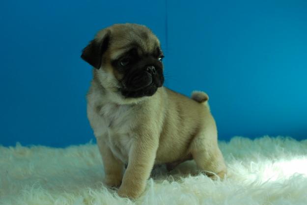 Carlino Pug ejemplares de primera calidad con pedigree