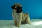 Carlino Pug ejemplares de primera calidad con pedigree - mejor precio | unprecio.es