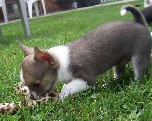 Chihuahua cachorros Siberian disponibles 190euors