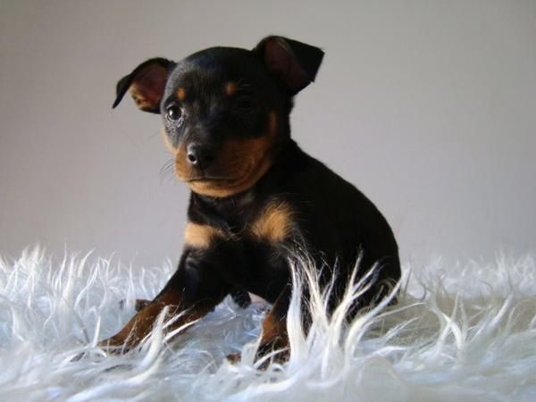 Mini Pinscher ( Color Fuego ) // Cachorros de Calidad // www.animalflower.es //          kfhu37hf