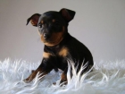 Mini Pinscher ( Color Fuego ) // Cachorros de Calidad // www.animalflower.es // kfhu37hf - mejor precio | unprecio.es