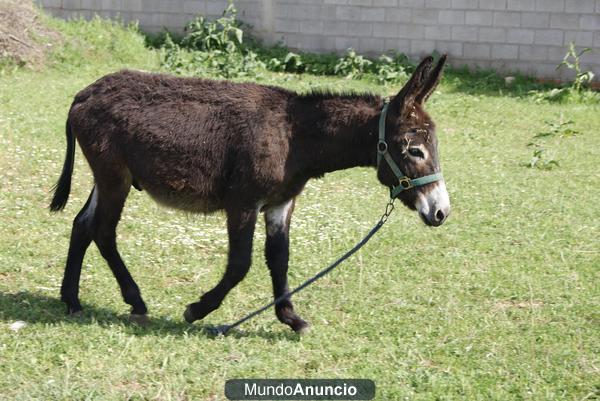 Precioso burro por 300 euros