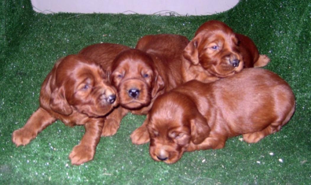 Setters Irlandeses camada de cachorros rojos.