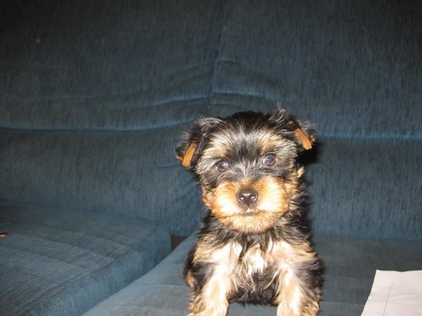 ultimo cachorro macho de yorkshire terrier