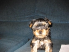 ultimo cachorro macho de yorkshire terrier - mejor precio | unprecio.es