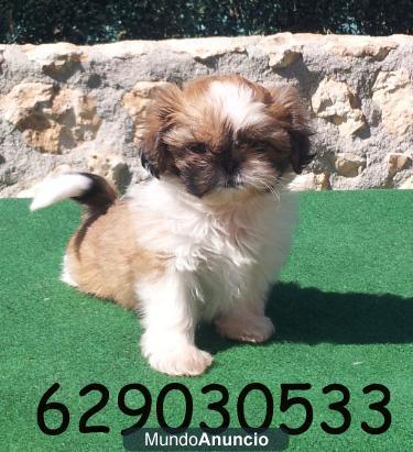 Shih-tzu, garantía, pedigree  y  calidad  por 280€