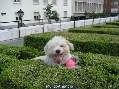 ---PELUDITO-Tamaño Pequeño--ADOPTA !!