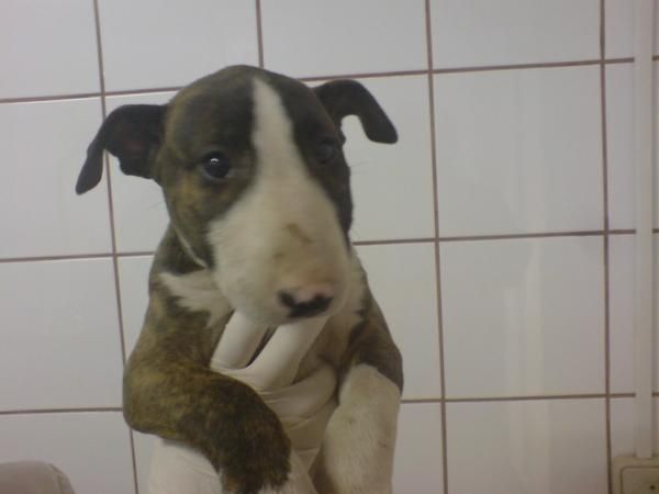 Bull Terrier preciosos cachorros en venta!