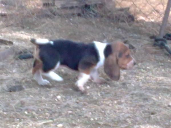 gran camada de basset hount DOS ULTIMOS CACHORROS