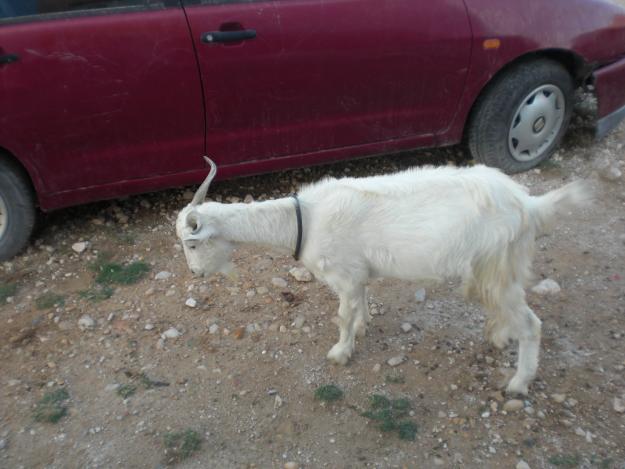 GRAN OPORTUNIDAD,VENDO CABRAS O CAMBIO POR BURRO O PONY