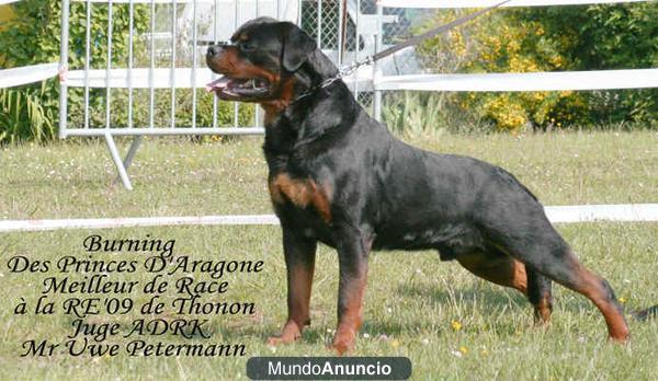 ROTTWEILER VAN TRIBU THE CAN