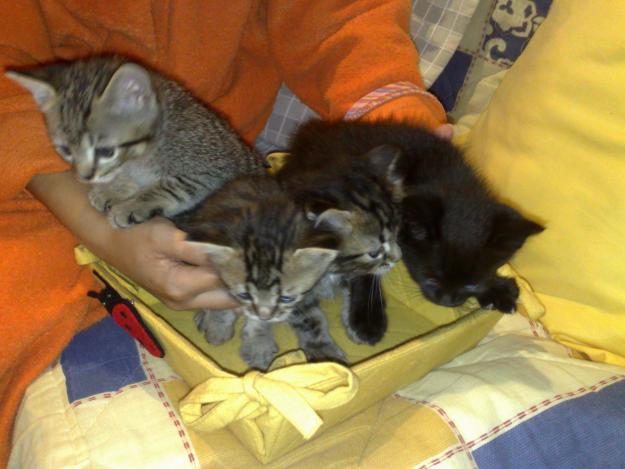 Se regalan gatitos hijos de una british shorthair gris